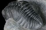 Prone Pedinopariops Trilobite - Beautiful Shell & Eyes #86551-3